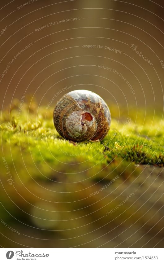 Lost Place Environment Nature Earth Sunlight Plant Moss Foliage plant Wild plant Snail shell Old Thin Authentic Uniqueness Broken Small Near Natural Round Dry