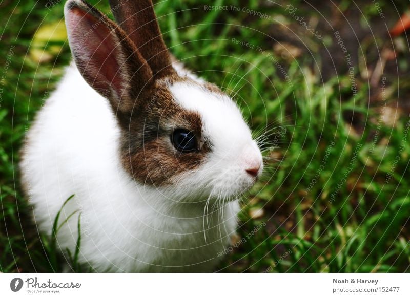 rabbit Hare & Rabbit & Bunny Spoon Ear Pet Grass Eyes Zoo Mammal nibble Easter Bunny