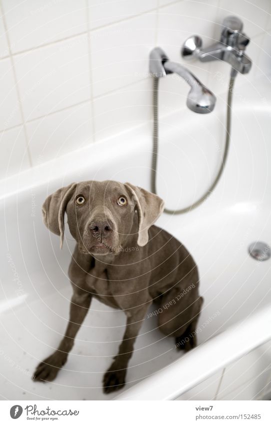 Big hunting dog, very small. Dog Hound Weimaraner Swimming & Bathing Cleaning Fear Expectation Posture Bathtub Bathroom Personal hygiene Looking Snout