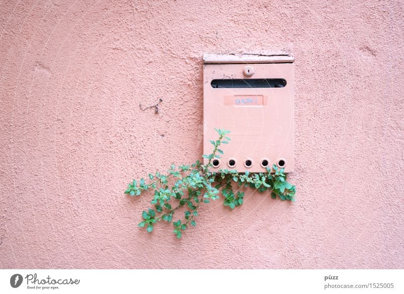 letterbox Living or residing Flat (apartment) House (Residential Structure) Nature Plant Leaf Foliage plant Village Small Town Wall (barrier) Wall (building)