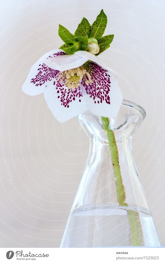 Christmas rose in glass vase halberry bilges Spring Winter Blossom Vase Glass Water Yellow Green Violet White Calm Spotted Colour photo Flower Plant Blossoming
