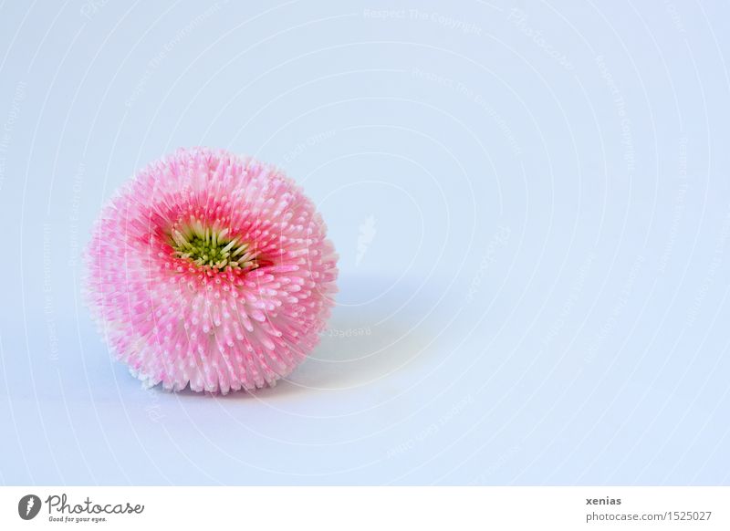picked bellis lies on bright neutral background Daisy Spring Blossom 1 Soft Yellow Pink White Background picture Colour photo Interior shot Close-up