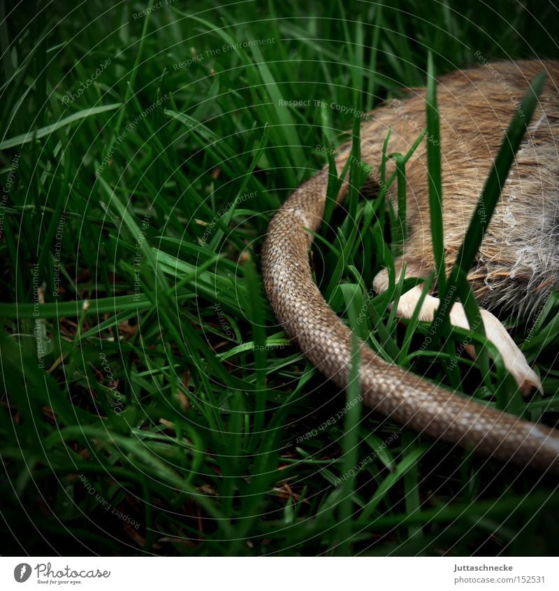 &lt;font color="#ffff00"&gt;-=Cat´s=- proudly presents Rat Tails Grass Meadow Death Cat food Prey Kill Rodent Mammal Grief Distress Transience Juttas snail