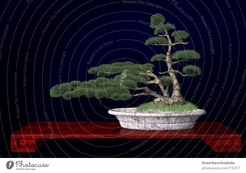 bonzai Japan Tree - a Royalty Free Stock Photo from Photocase