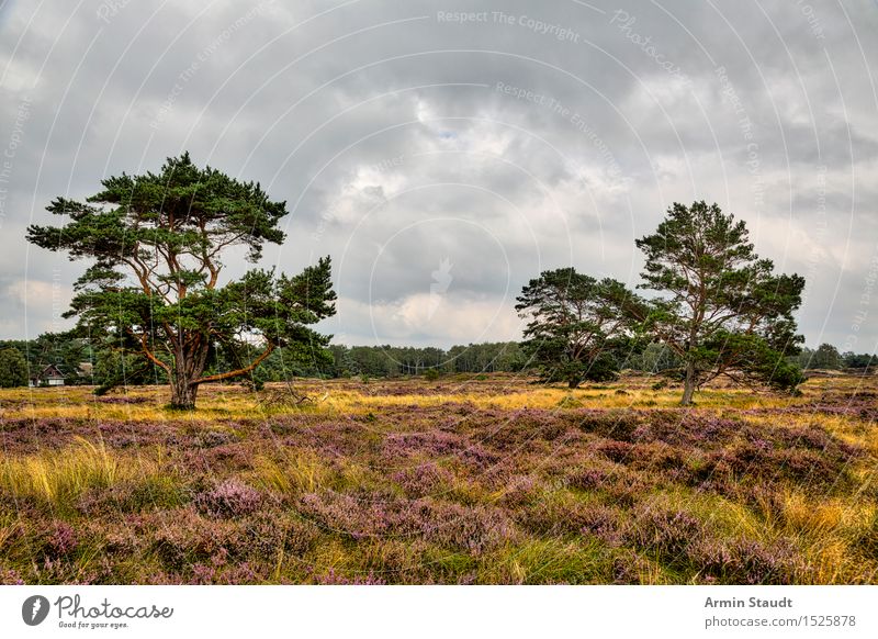 Heath Landscape - HIddensee Lifestyle Harmonious Calm Vacation & Travel Tourism Trip Environment Nature Sky Clouds Summer Bad weather Meadow Forest Hiddensee