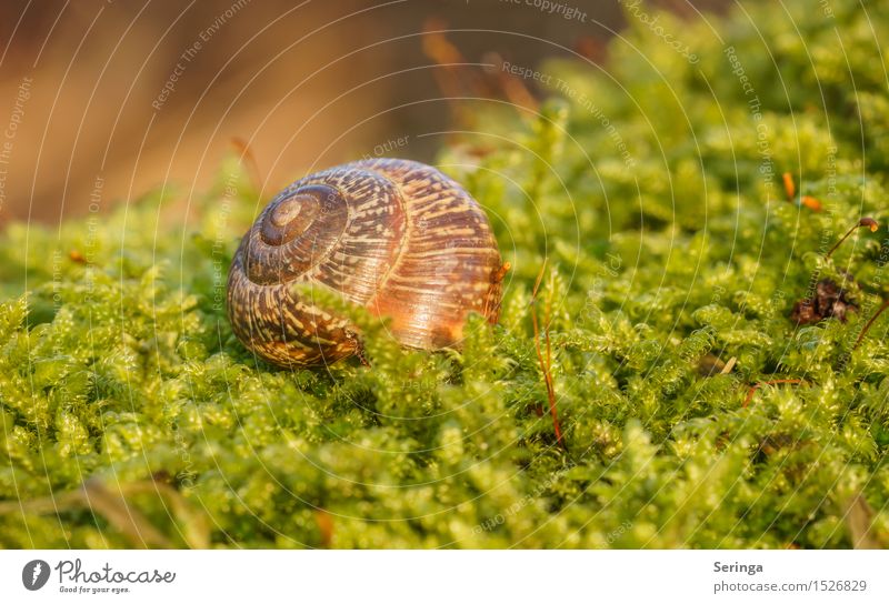 Own home for rent Nature Plant Animal Winter Moss Forest Wild animal Snail 1 Beautiful Snail shell Crawl Spiral Colour photo Multicoloured Exterior shot