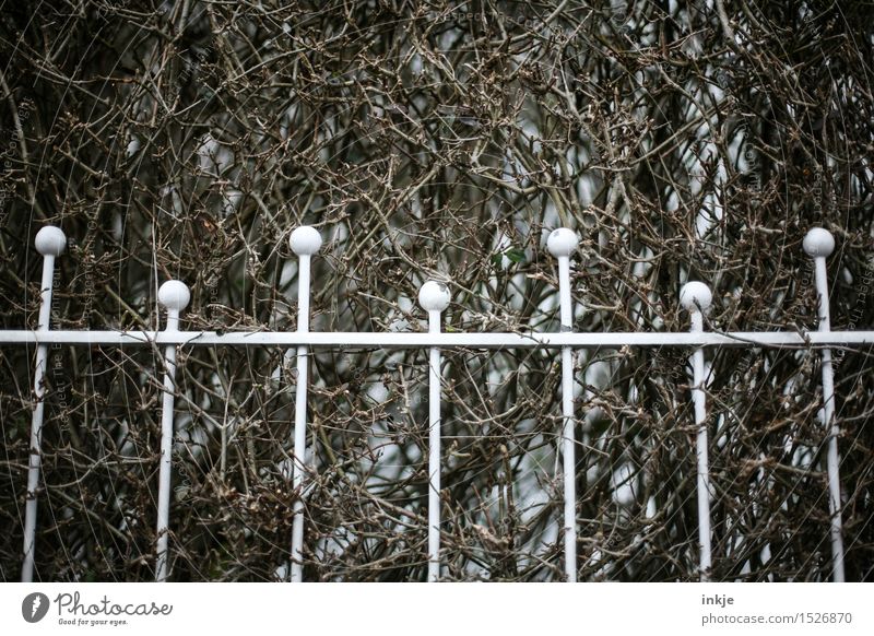 |i|i|i|i|i|i| Autumn Winter Hedge Bushes Deserted Garden Metalware Ornament Line Sphere Grating Dark Gloomy Brown White Border Colour photo Subdued colour