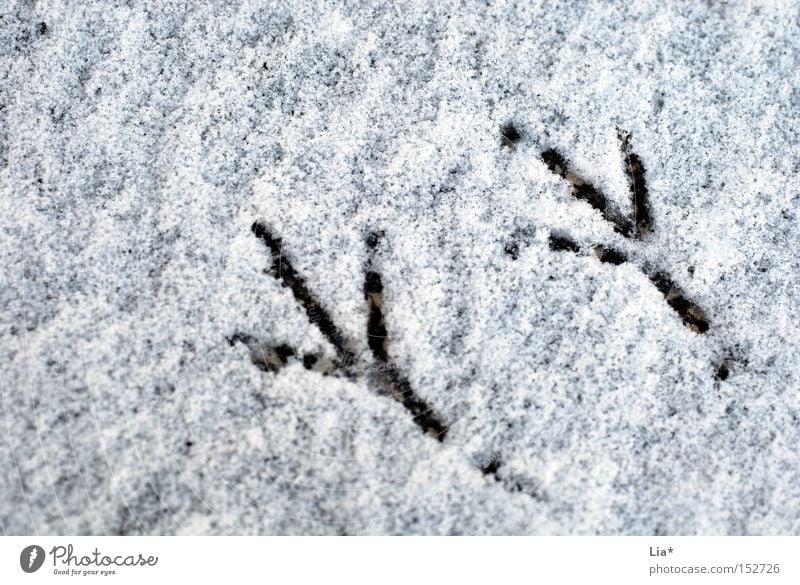 Tracks in the snow Winter Snow Bird Footprint Cold Animal foot Delicate Barefoot Snowflake Background picture Exterior shot Close-up