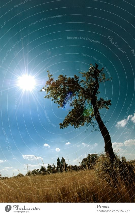 tree Summer Field Countries Real estate Tree Meadow Sky Blue Yellow Sun Individual Loneliness Life Dazzle Stand Boredom