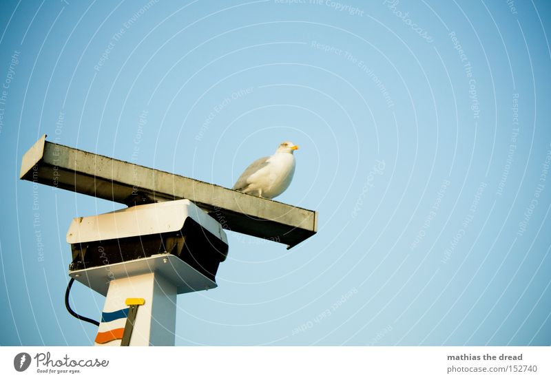 prospect Seagull Sit Wait Loneliness Watercraft Radar station Rotate Above Sky Blue Beautiful weather Ocean Beach Bird Navigation