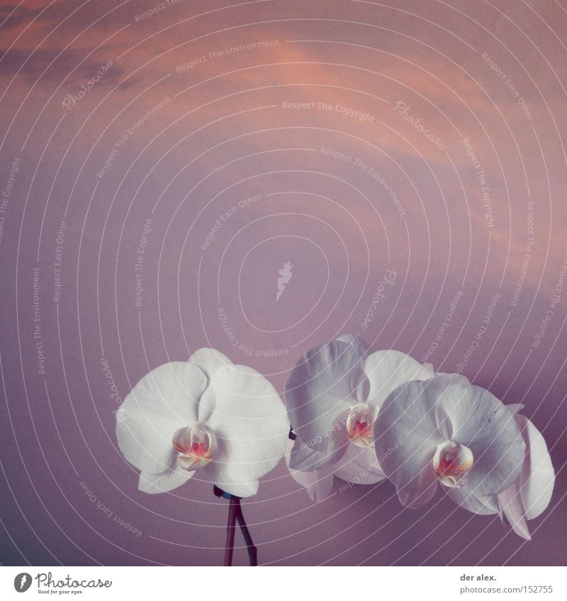 soulmate Beautiful Colour Orchid Spiritual kinship Soul Pure White Sky young