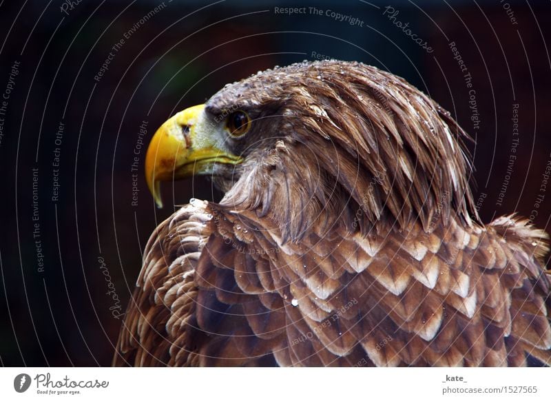 Eagle in the rain Animal Wild animal Bird 1 Elegant Strong Brown Yellow Freedom Perspective Power Drops of water Colour photo Exterior shot Close-up Day