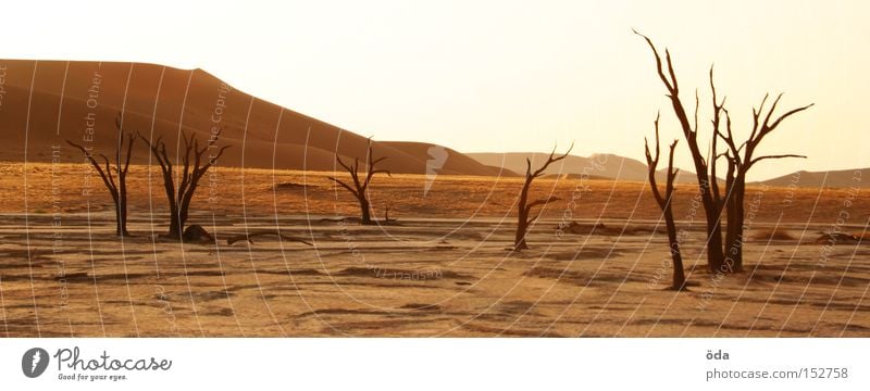 desertification Desert Tree Death Shriveled Dry Shadow Twig Branch Namibia Namib desert Loneliness Dune Environmental pollution Africa