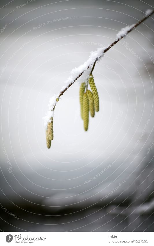 burden Winter Climate Weather Ice Frost Snow Plant Twig Seed Hazelnut leaf Hang Cold Brown Yellow Gray White Grief Transience Colour photo Subdued colour
