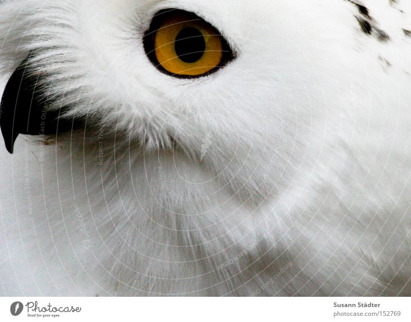 Snowy owl face I Owl birds Zoo Eyes Bird of prey Feather Patch White Pelt Beak Black Yellow Winter Cold