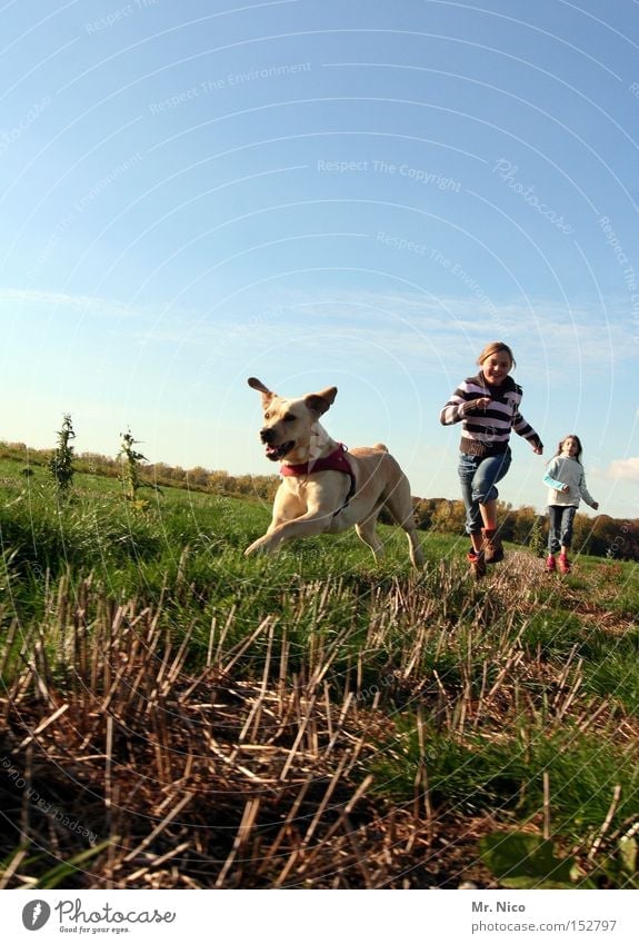 first.second.third. Animal Dog Pet Golden Retriever Friendship Dog racing To go for a walk Freedom Mammal Joy Child Running run after Movement trio Walking