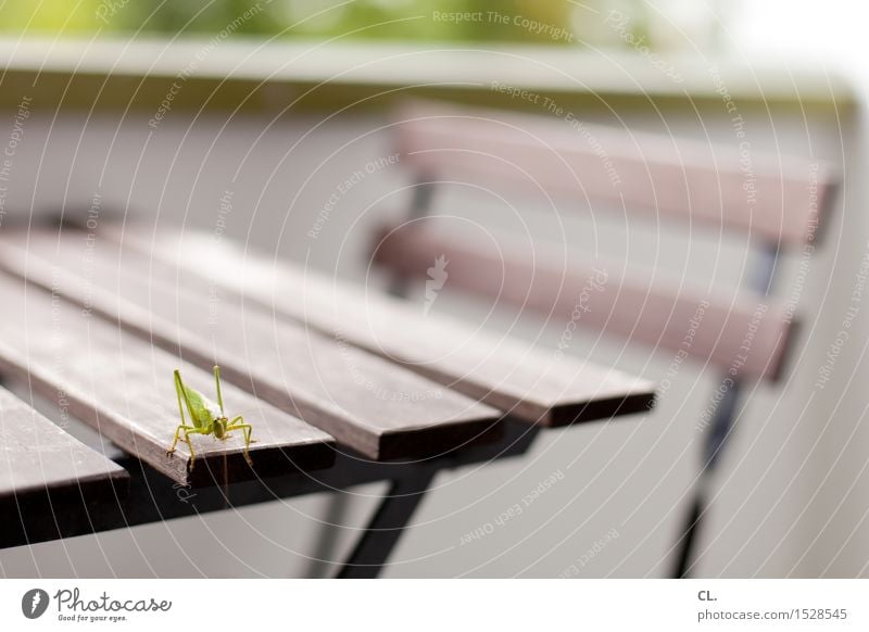 grasshopper Living or residing Furniture Chair Table Balcony Animal Locust Insect 1 Green Colour photo Exterior shot Deserted Copy Space right Copy Space top