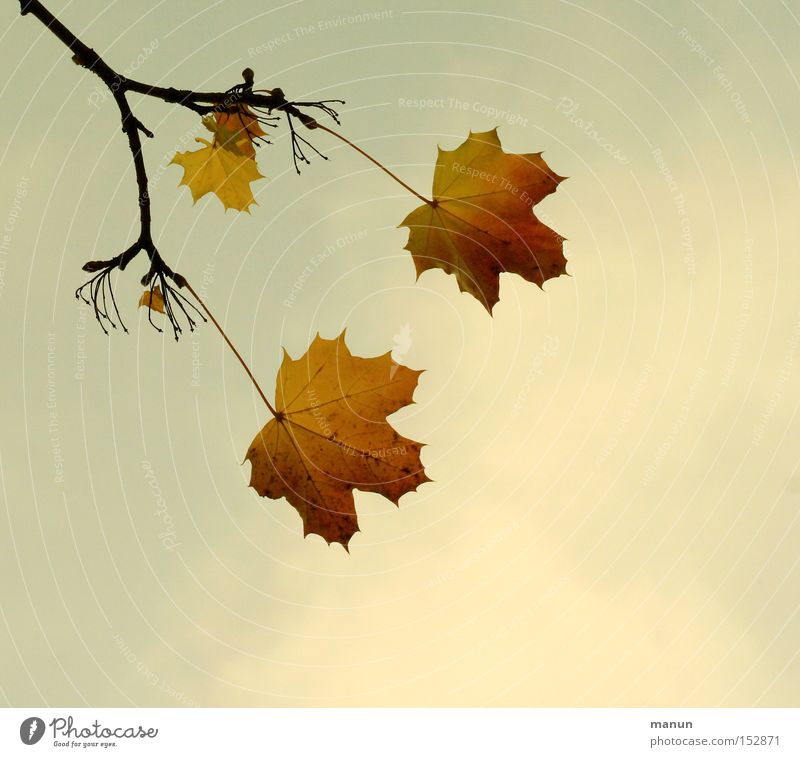 twilight years Autumn Autumnal Leaf Twig Branch Transience Calm Yellow 2 3 Evening Old Colour