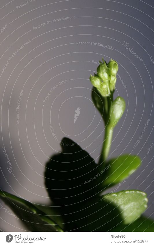 Bud at the start III - from the shadow to the light Blossom Foliage plant Houseplant Green Beginning Delicate Plant Flower Spring busy reading