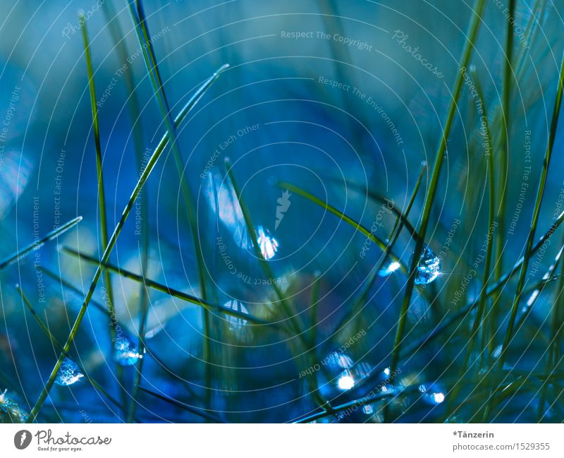 Glitter in the grass Nature Plant Elements Drops of water Grass Meadow Esthetic Wet Natural Beautiful Blue Green Dew Colour photo Subdued colour Exterior shot