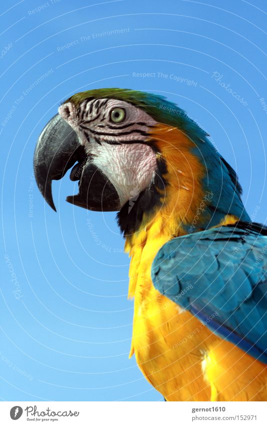 Biter 1 Blue Yellow Black Bird Parrots Beak Flying Smart To talk Eyes Feather Joy South America Curvebill Peck Aviation caw