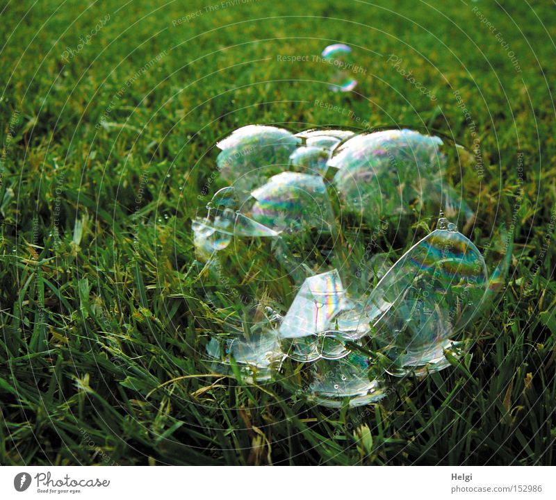 good resolutions for the new year... Soap bubble Air Transparent Glimmer Delicate Meadow Grass Lie Summer Bursting Joy Playing Green Lawn Transience Helgi