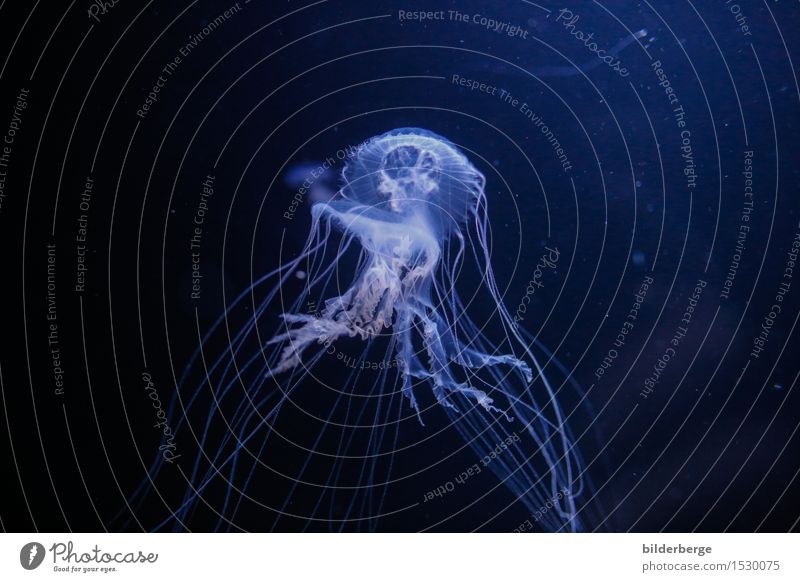 Jellyfish . . . and fantastic Ocean Dive Animal Water Earth Climate Climate change Aquarium Fear Adventure Photography Reportage Movement Hover The deep Blue