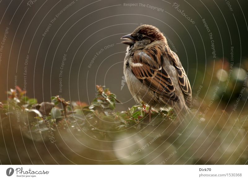 Paris sparrow! Animal Beautiful weather Plant Bushes Hedge Garden Park Wild animal Bird Sparrow Songbirds 1 Crouch Brash Free Small Curiosity Cute Smart Town