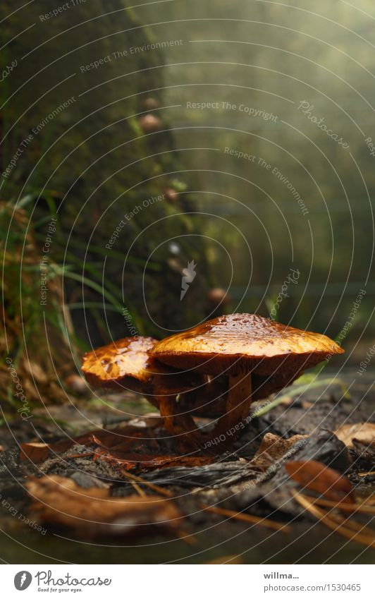Two rain wet mushrooms Nature Autumn Mushroom slime head Brown Yellow Autumnal Velvet foot Copy Space top
