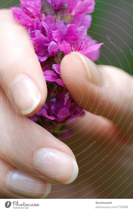 Noticeable Elegant Style Beautiful Skin Manicure Cosmetics Nail polish Wellness Summer Feminine Hand Fingers Plant Spring Flower Blossom Violet Fingernail