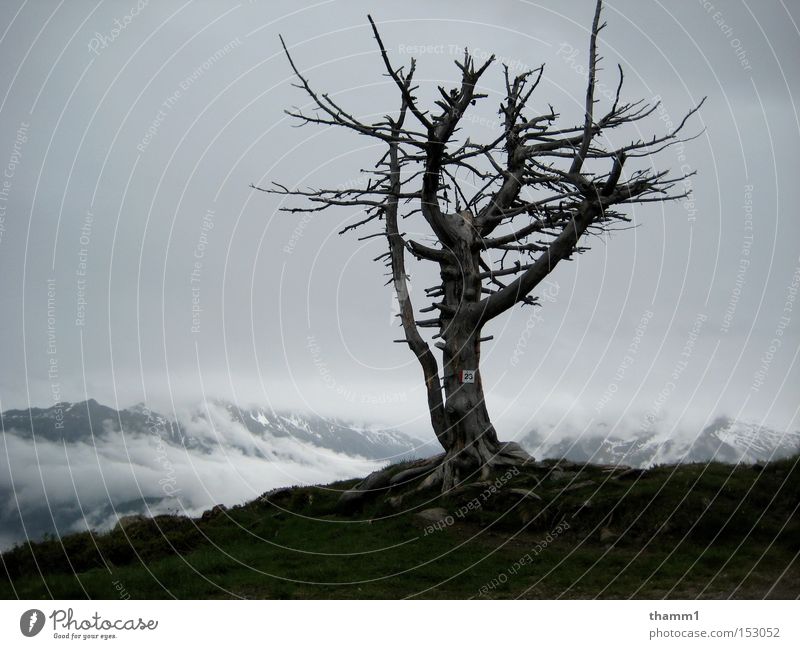 solitariness Mountain Sky Loneliness Decline Tree Bleak Landscape Grief Distress