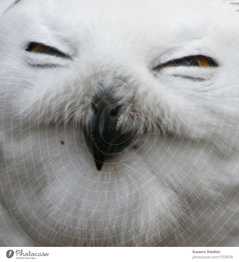 Snowy owl face III Owl birds Zoo Eyes Bird of prey Feather Patch White Pelt Beak Black Yellow Winter Cold