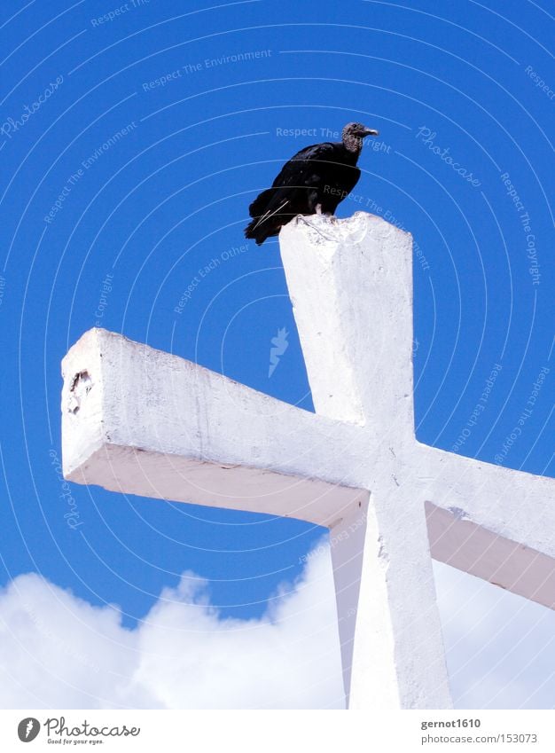 Golgotha 1 Blue White Black Vulture Christian cross Sky Bird Scavenger Symbols and metaphors Flying Feather Concrete Review Overview Landmark Monument