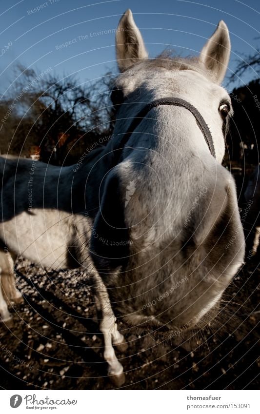 Horse mouth close Nose Ride Gray (horse) Nostrils Curiosity Amazed Country life Wide angle Concentrate Communicate Mammal