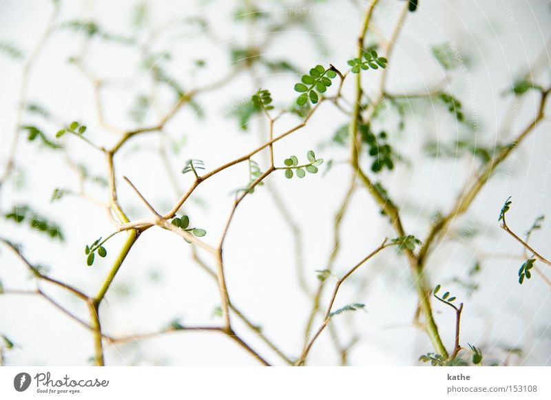 lout Bushes Green Plant Nature Blur Biology Sky Wood Branch Twig Sparse Gloomy Desert