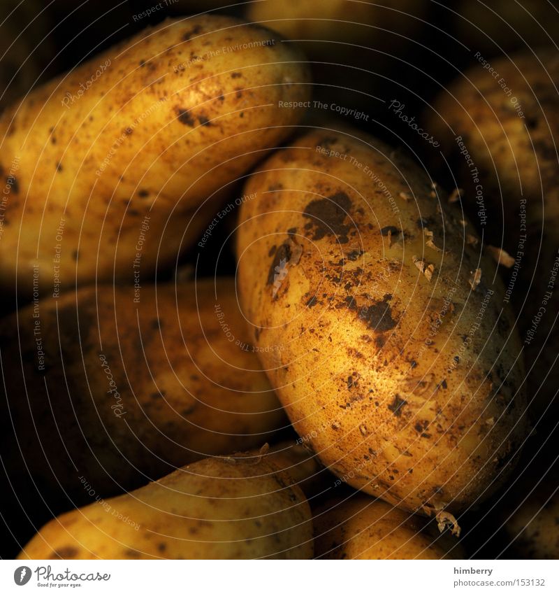potatoes Organic produce Organic farming Vegetable Nutrition Carbohydrates Potatoes Macro (Extreme close-up) Close-up Food Raw Heap Multiple