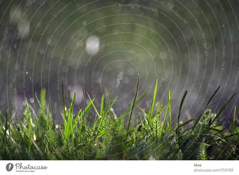 rain Colour photo Exterior shot Copy Space top Day Shadow Contrast Silhouette Nature Plant Drops of water Weather Rain Grass Meadow Glittering Wet Green