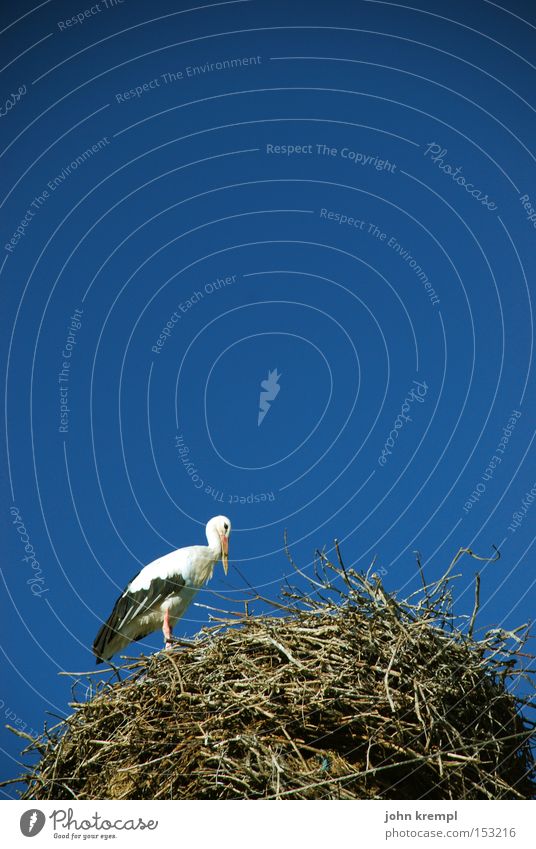 nest Stork Nest Sky Blue Bird Nest-building Pregnant