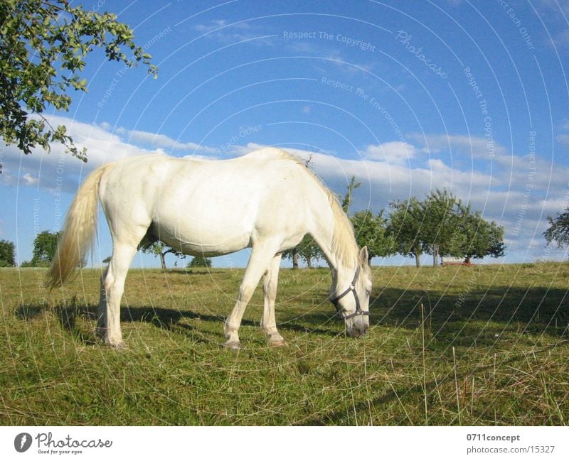 mold Horse Fairy tale Field Meadow To feed Pippi Longstocking Groom White Tree Spring Pasture Riding stable Large Mold Sky horse farm riding holiday Urine lunge