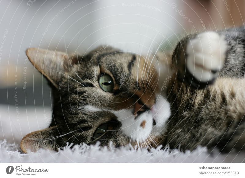 cuddly hangover Cat Domestic cat Pet Pelt Smacker Paw Lie Carpet Nose Cuddling Kitten Mammal Peace