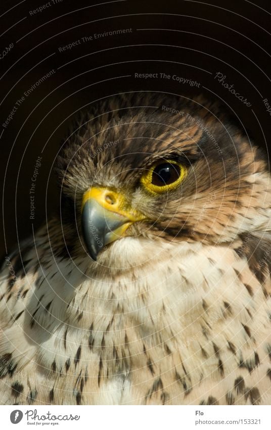 kestrel Falcon Bird of prey Beak Kestrel bird portrait falconry portrait