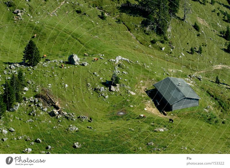 Alm- Views Alpine pasture Mountain Alpine hut Almabtrieb Wendelstein alpine pasture life alky cows