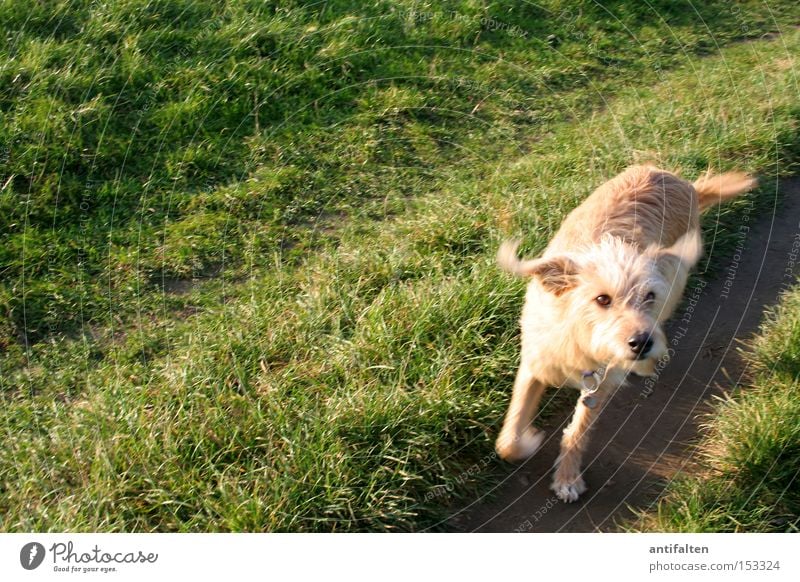 When a dog comes around the corner Dog Meadow Lawn Lanes & trails Snout Ear Paw Rhine Duesseldorf Swing Walking Jump Summer Autumn Green Joy Animal Street dog