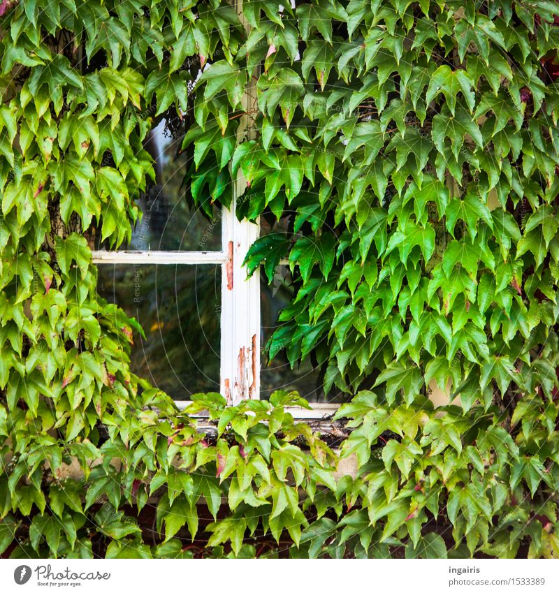 View into the green House (Residential Structure) Dream house Redecorate Decoration Plant Virginia Creeper Leaf Building Facade Window Window frame Rustic