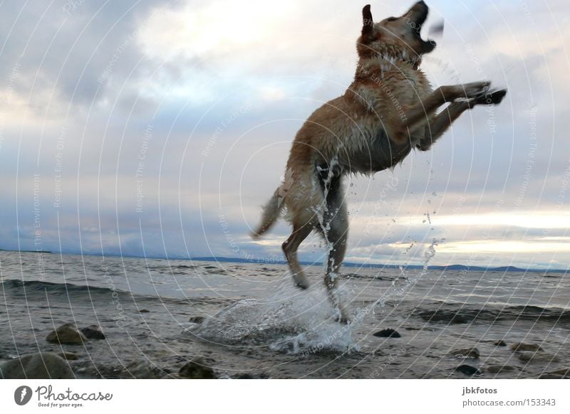 HAPPY JUMP Dog Jump Water Stone Sky Clouds Animal Pet Waves Inject Sunset Vacation & Travel Summer Swimming & Bathing Joy Leisure and hobbies Canada