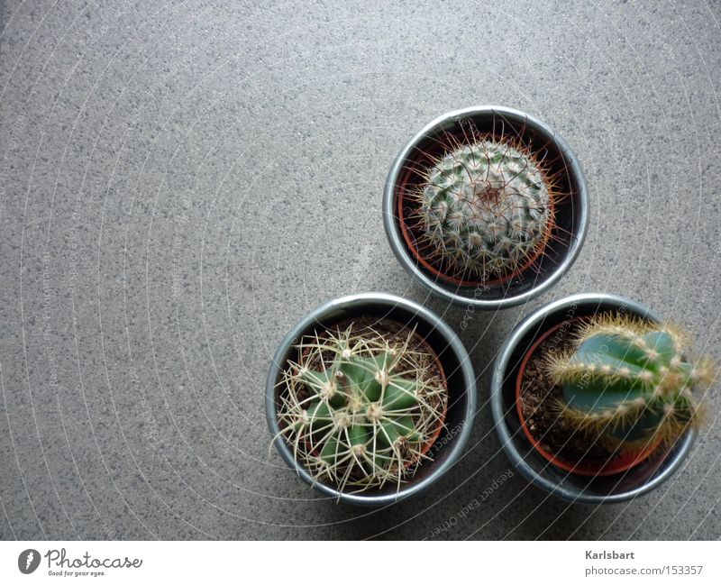 Triangulum Flat (apartment) Plant Earth Sand Cactus Pot plant Exotic Desert Ground Floor covering Tile Stone Sign Digits and numbers Gray Life Dangerous Design