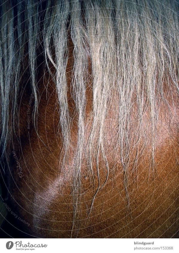 Horse With No Name Heavy horse Mane Strong Power Force Pelt Agriculture Farm Barn Pasture Brown Glittering Strand of hair Mammal Macro (Extreme close-up)