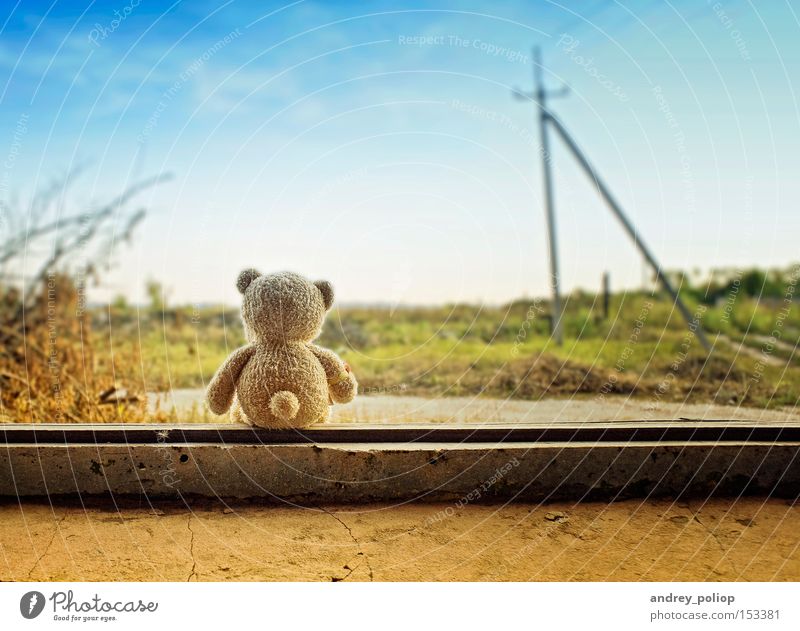 little bear Beautiful Animal Background picture Colour Cute Fantasy Grass Green Happy Life Nature Sky Small Infancy