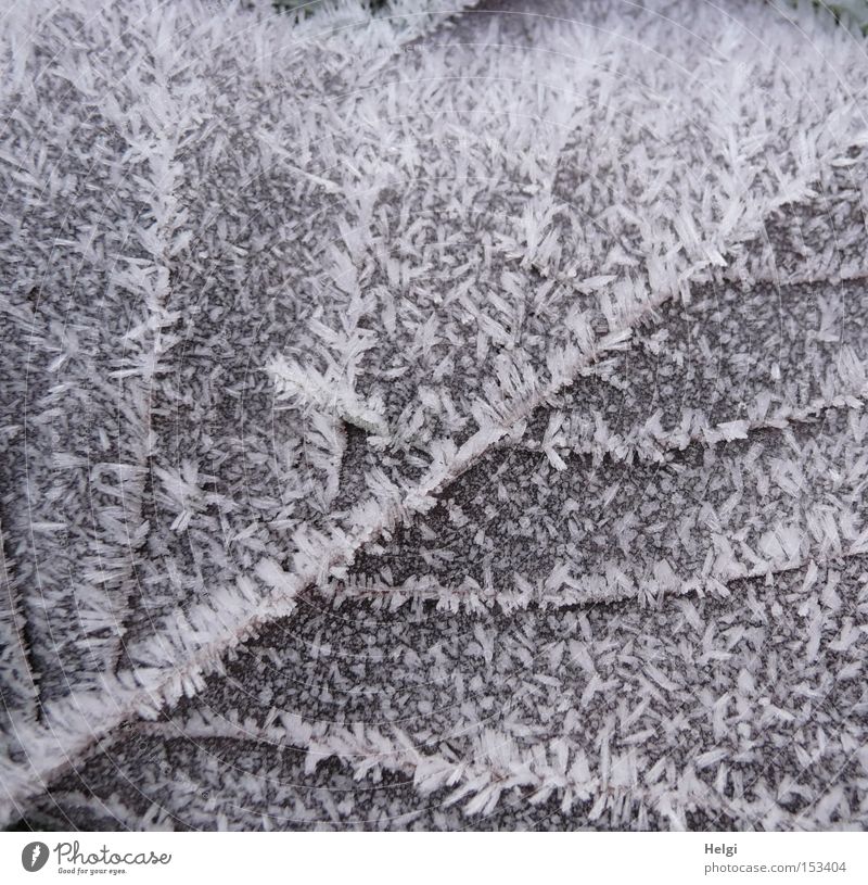 icy sheet of paper... Leaf Limp Winter Frost Ice Cold Vessel Hoar frost Nature Crystal structure Structures and shapes Brown White Transience Helgi Snow