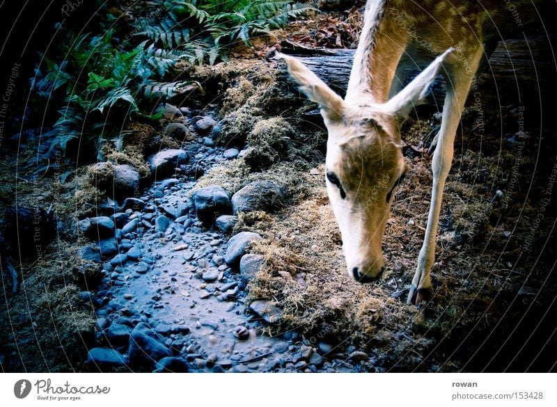 Bambi Roe deer Forest Fawn Wilderness Vension Delicate Feeble Deer Hunting Prey Hunter Mammal forest life